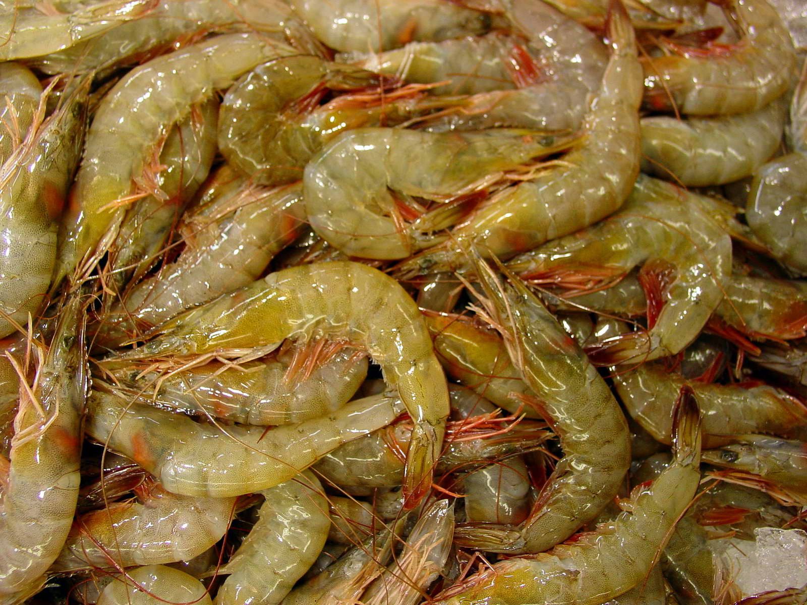 Marisco fresco